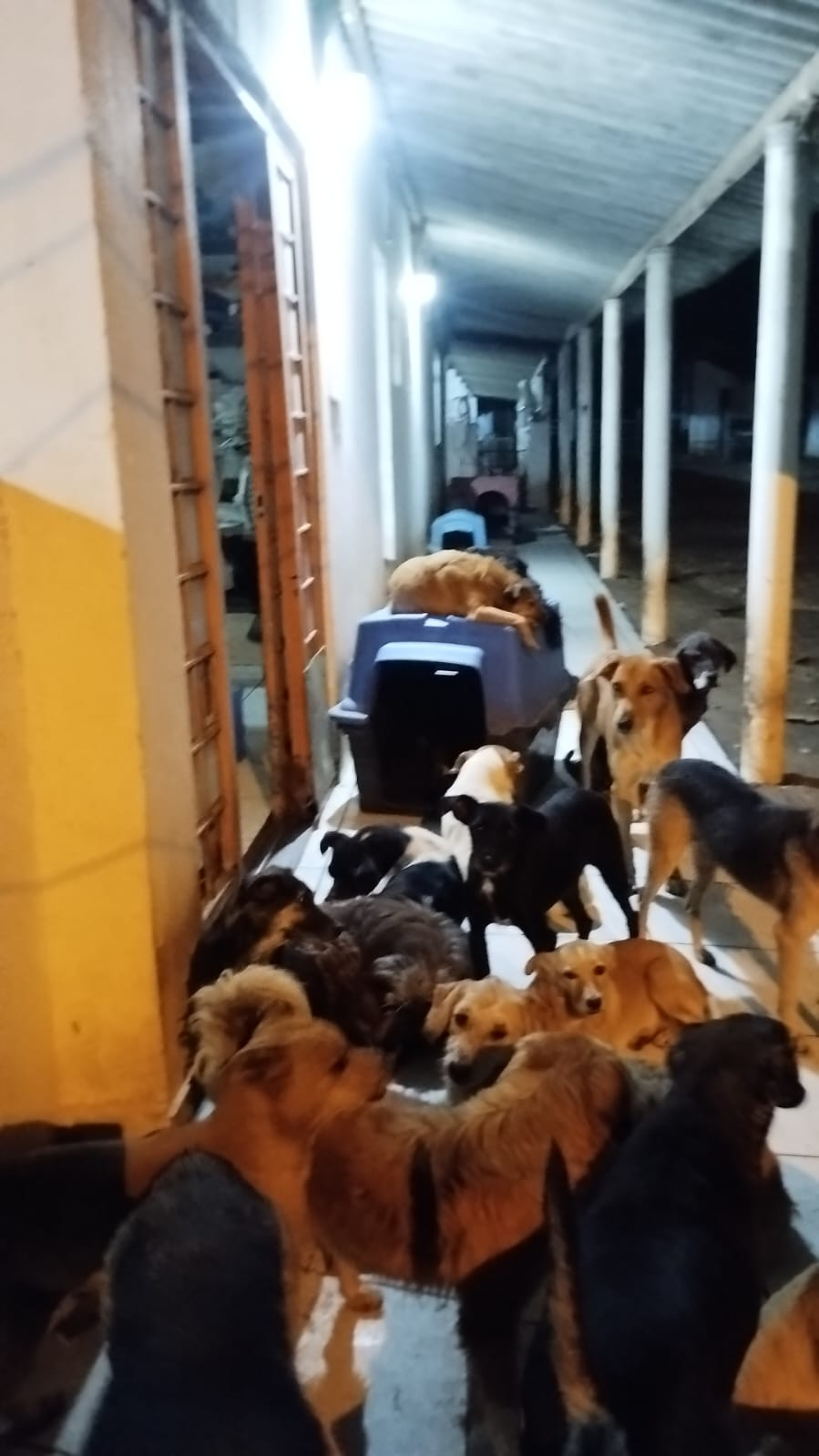 Cães reunidos em uma área coberta do canil
