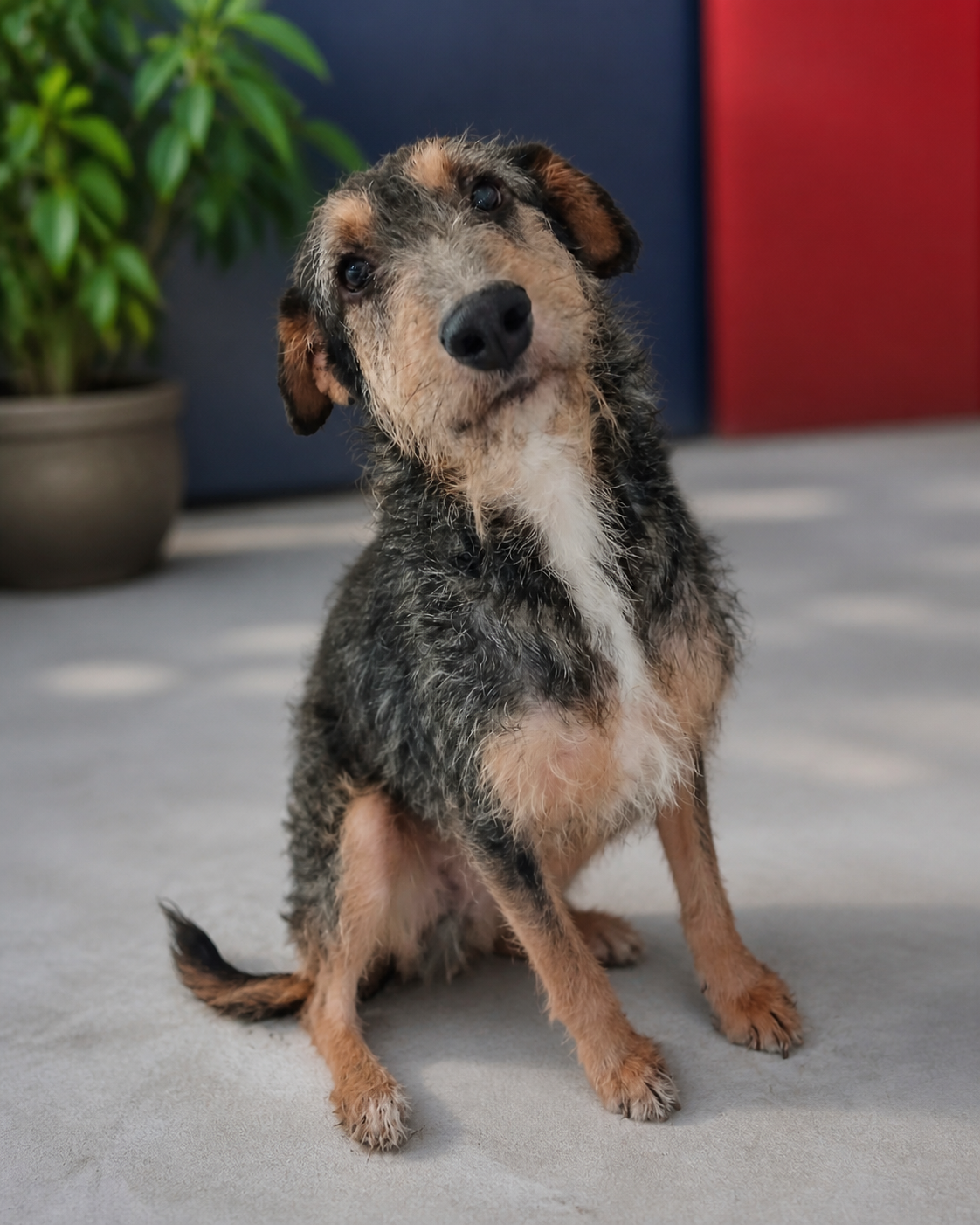 Kit, cão de pelagem escura e castanha disponível para adoção